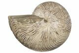 Fossil Nautilus (Cymatoceras) - Madagascar #197175-1